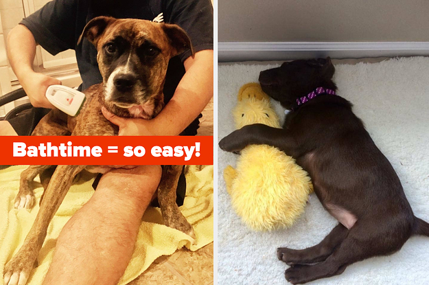 L: User grooming dog with Bissell portable pet cleaner R: Lab puppy napping with a stuffed yellow duck