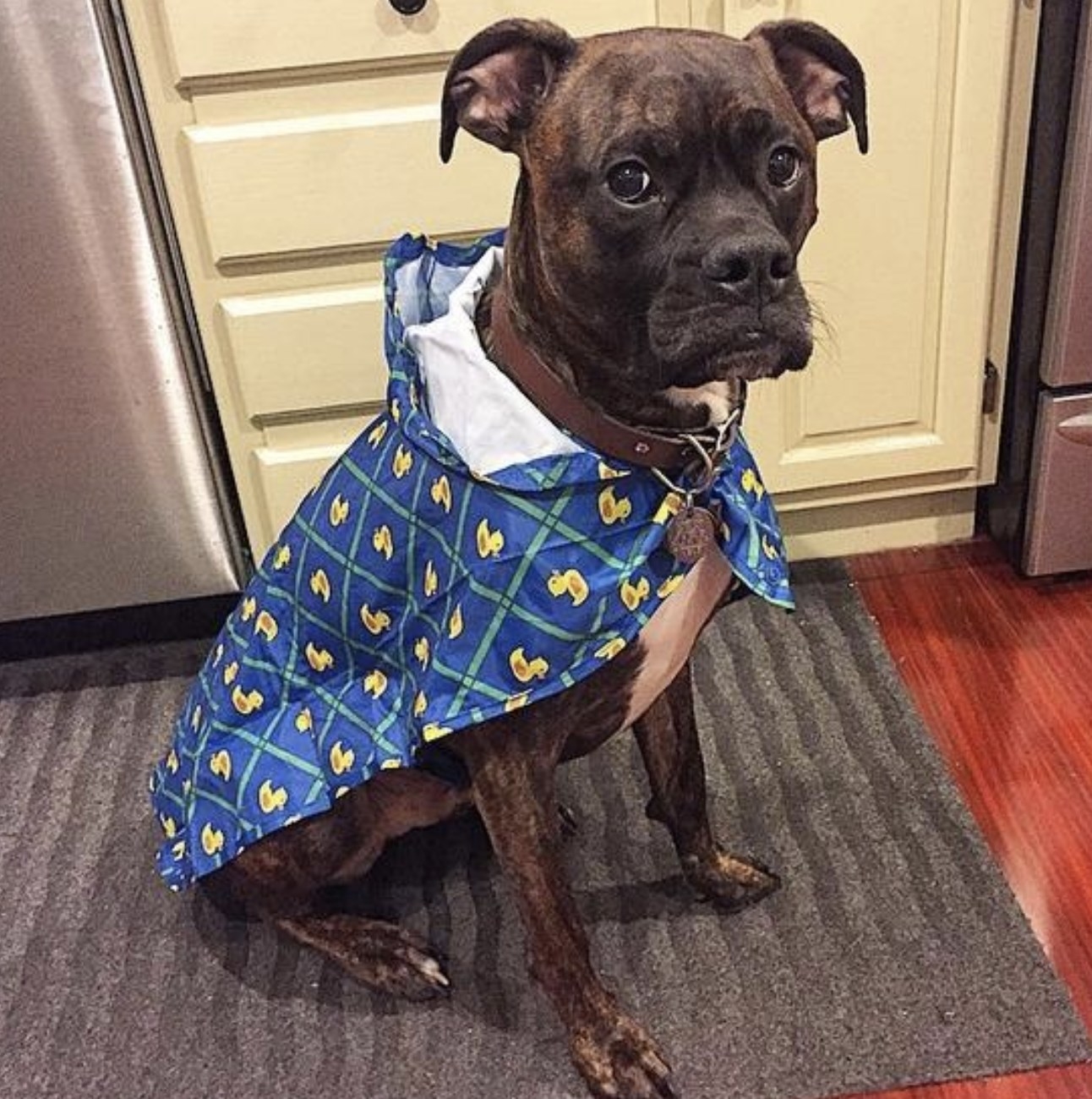 A dog wearing a blue raincoat with a rubber duck pattern on it