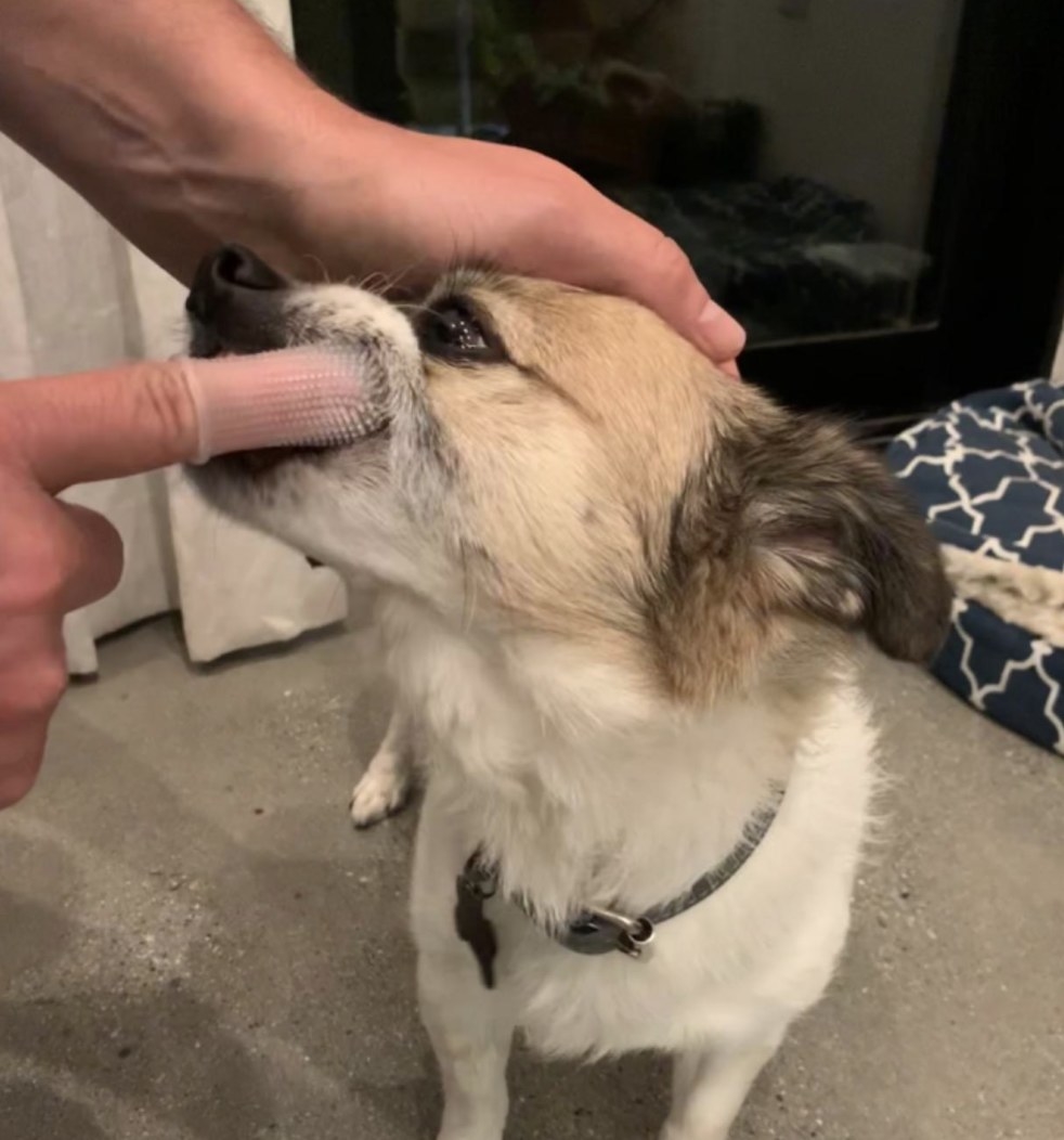 A person using the finger toothbrush on their dog&#x27;s teeth