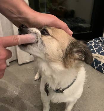 Reviewer using the finger toothbrush on their dog's teeth