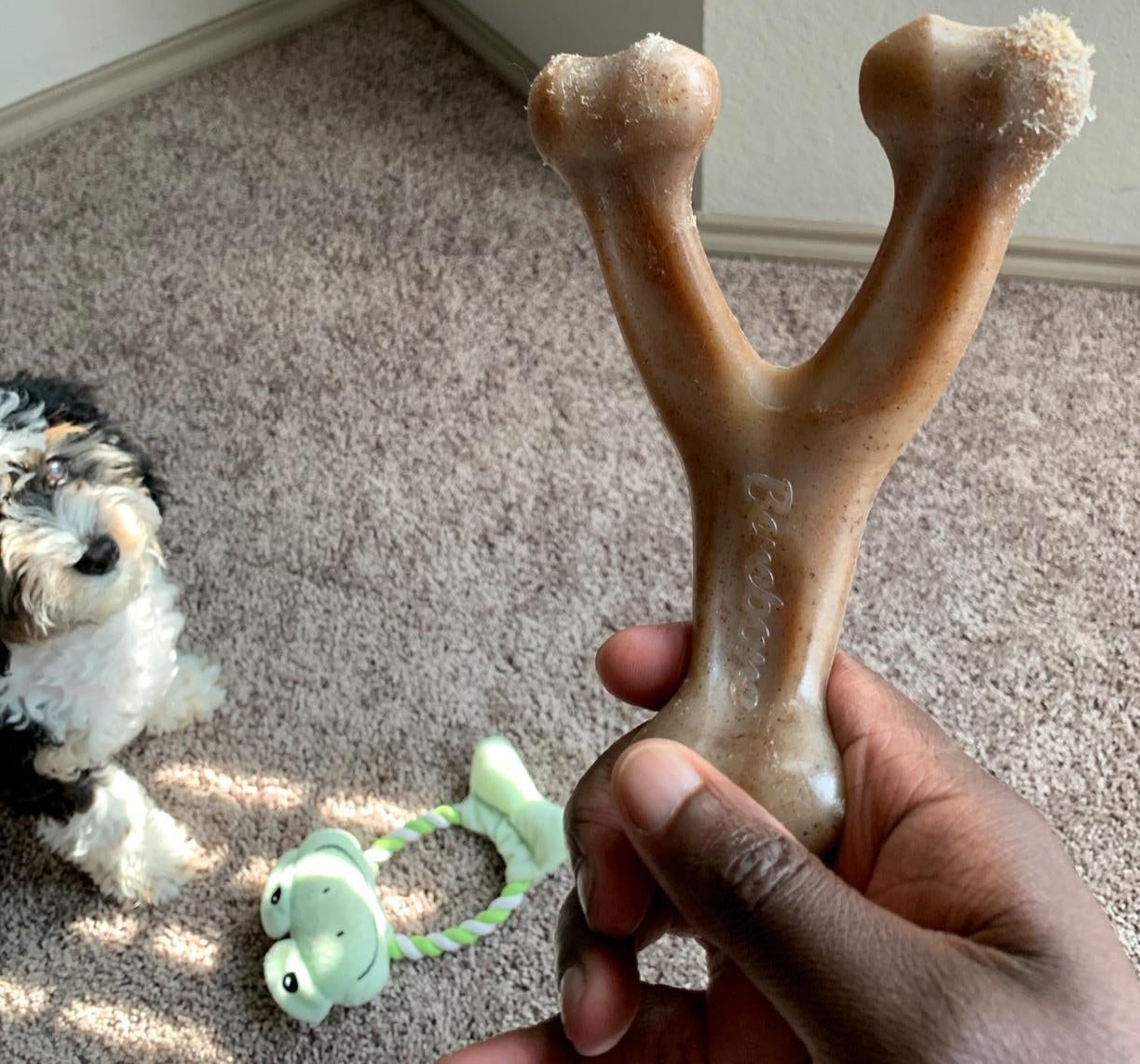 The bone held up in front of a dog