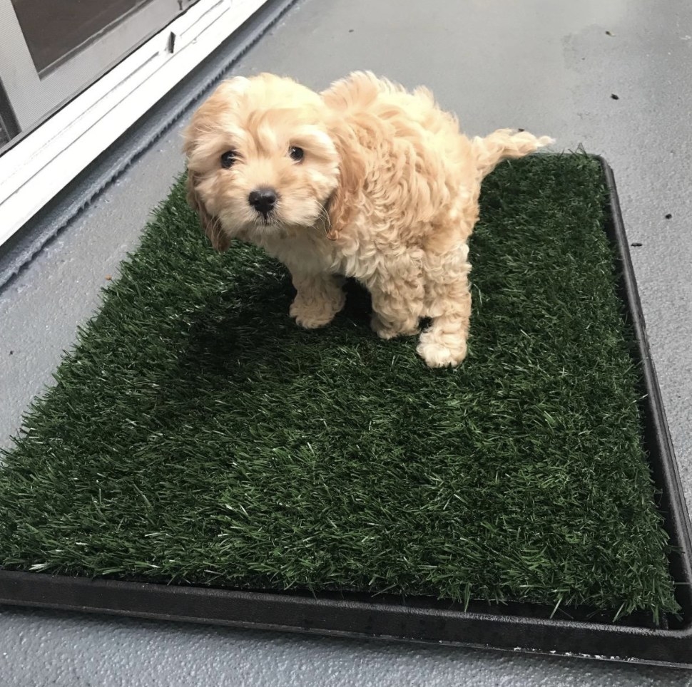 A dog using the artificial grass bathroom mat