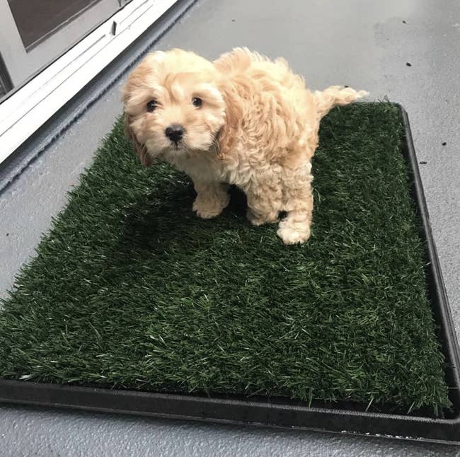 Reviewer photo of a dog using the artificial grass bathroom mat
