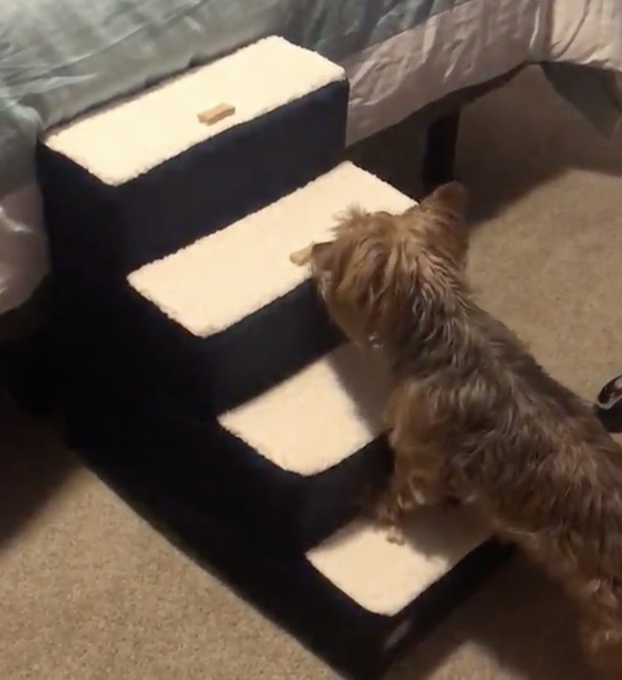 A dog walking up pet stairs