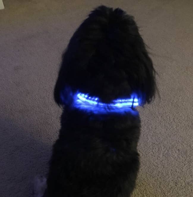 Reviewer photo of a dog wearing an LED blue collar