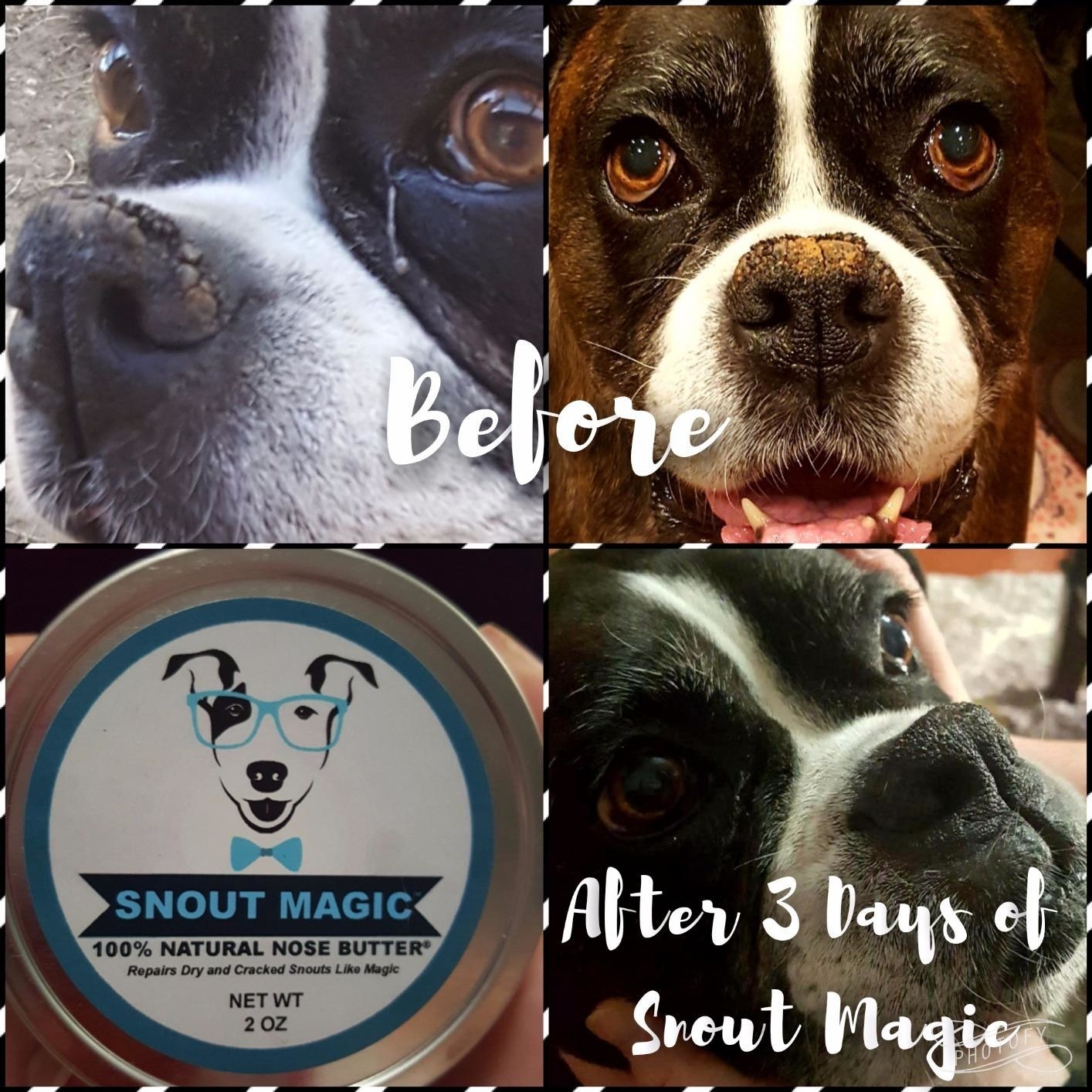 Reviewer&#x27;s photo showing their black and white dog&#x27;s nose before and after using snout magic