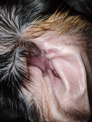 A customer review photo of their dog's clean ear after using the cleaning wipes