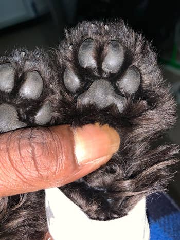 A customer review photo of their dog's paws before using the paw butter
