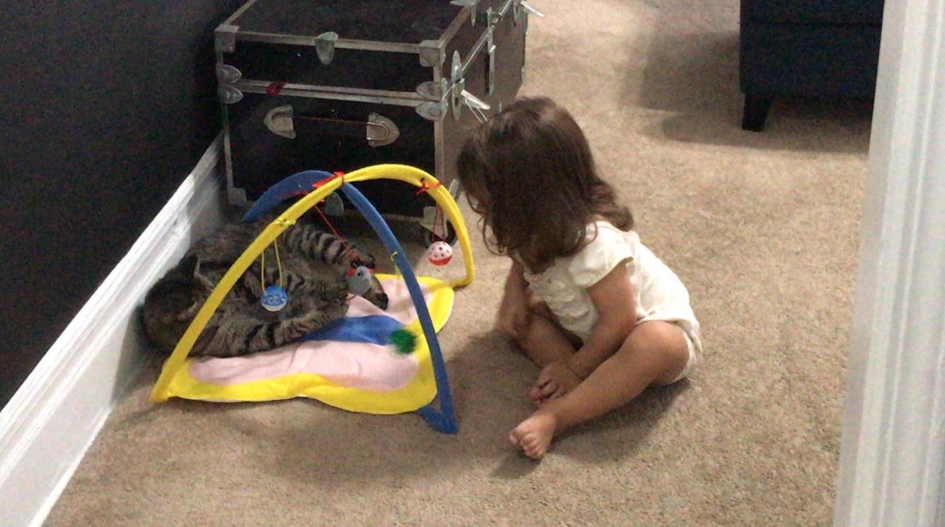 The cat tent activity center with the reviewer&#x27;s cat