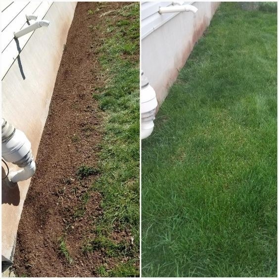 Reviewer&#x27;s before-and-after of dead grass and then healthy lawn 