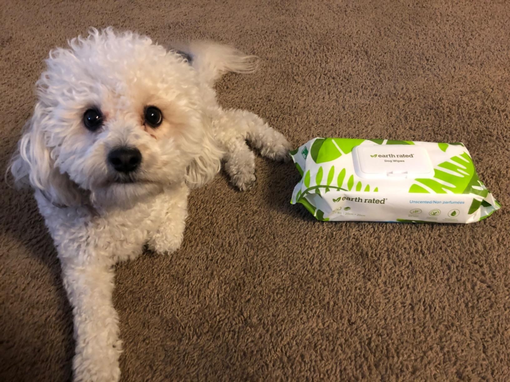 The pack of wipes, unopened, next to a dog