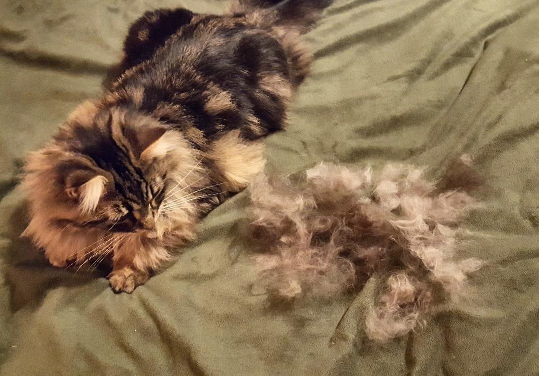 Reviewer&#x27;s image of their cat next to a pile of mats after using the mat remover