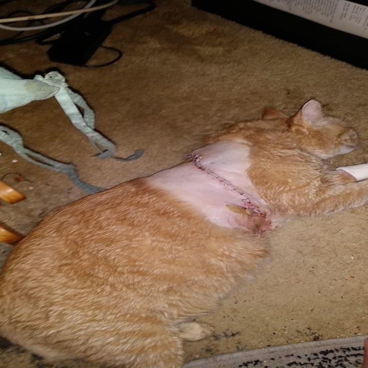 Reviewer's cat with large surgery scar