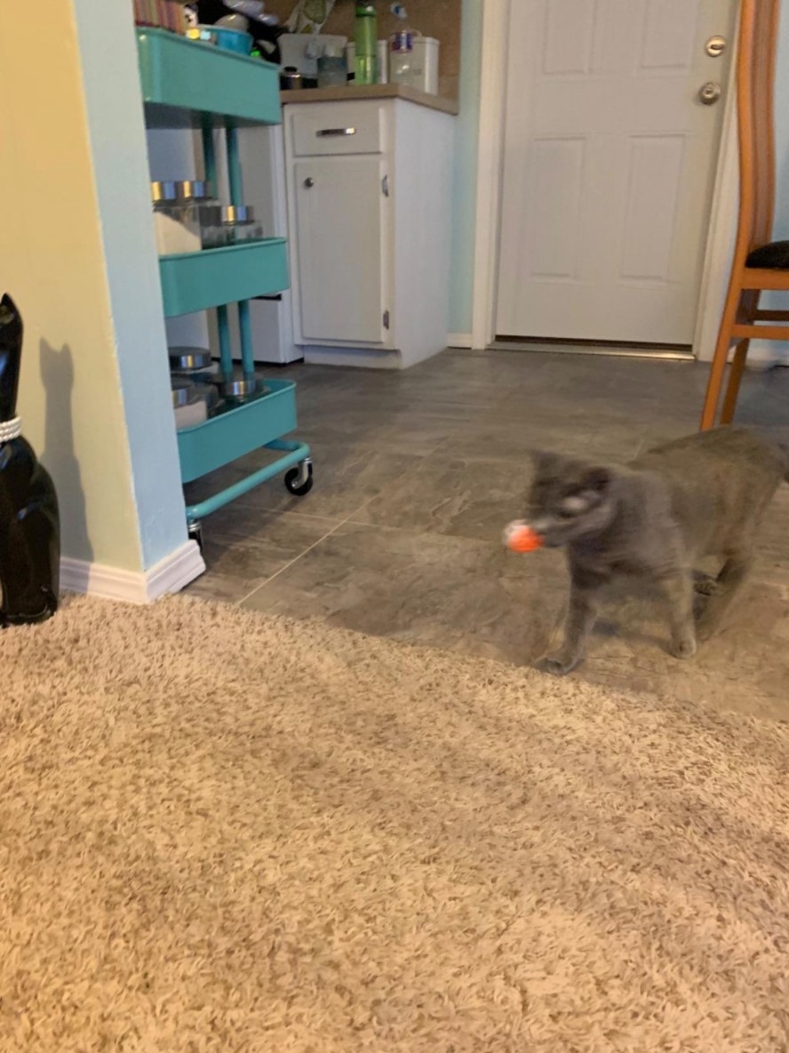 The cat toy ball being carried back the reviewer&#x27;s cat