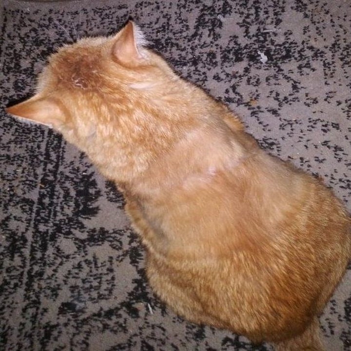 Reviewer's picture of now totally healed cat
