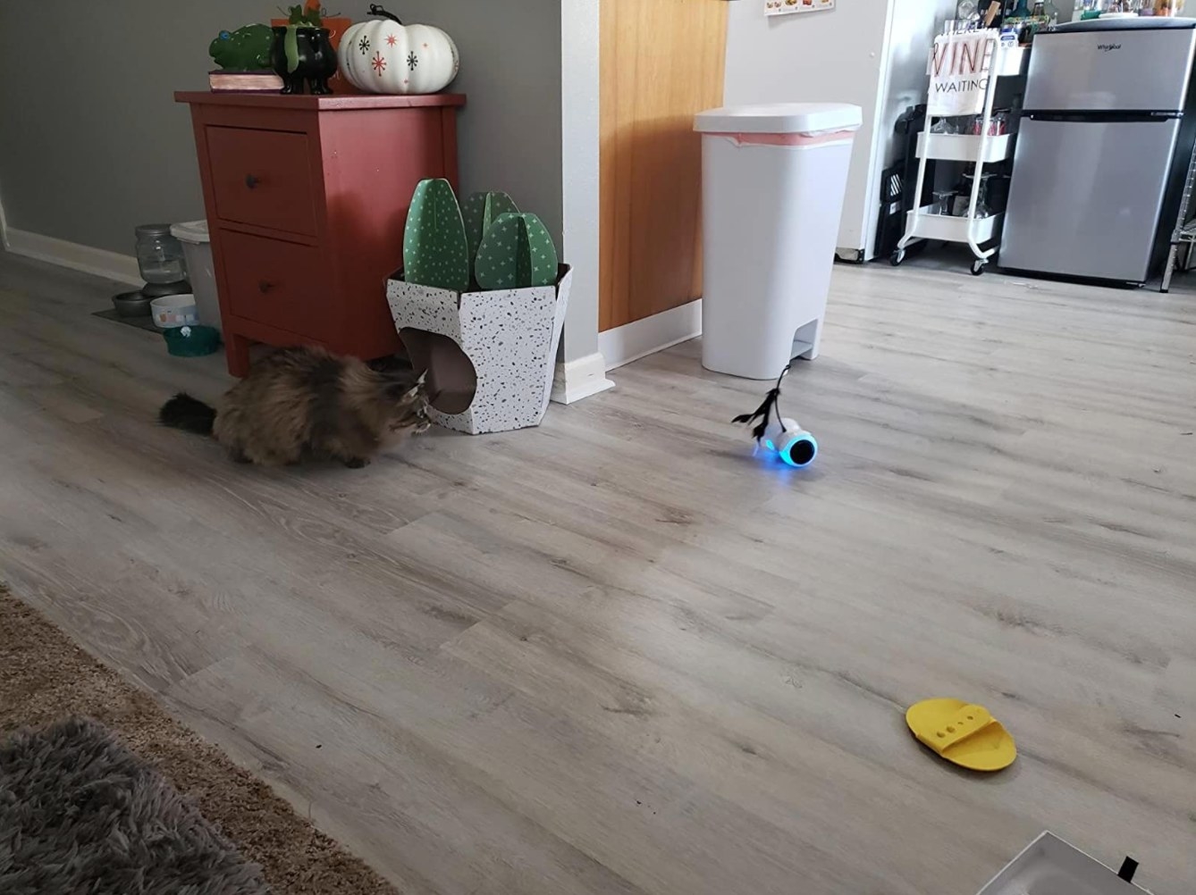 The robo interactive cat toy