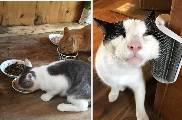 Cat Stopped Using Litter Box Best Friends Animal Society