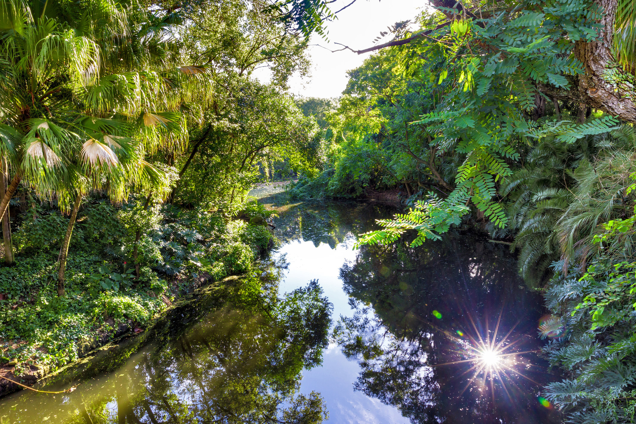 a river surrounded by lush trees