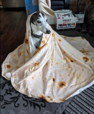 reviewer's dog wrapped in the tortilla-style blanket