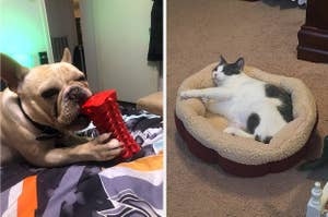 Dog chewing on large chew toy; cat in round bed