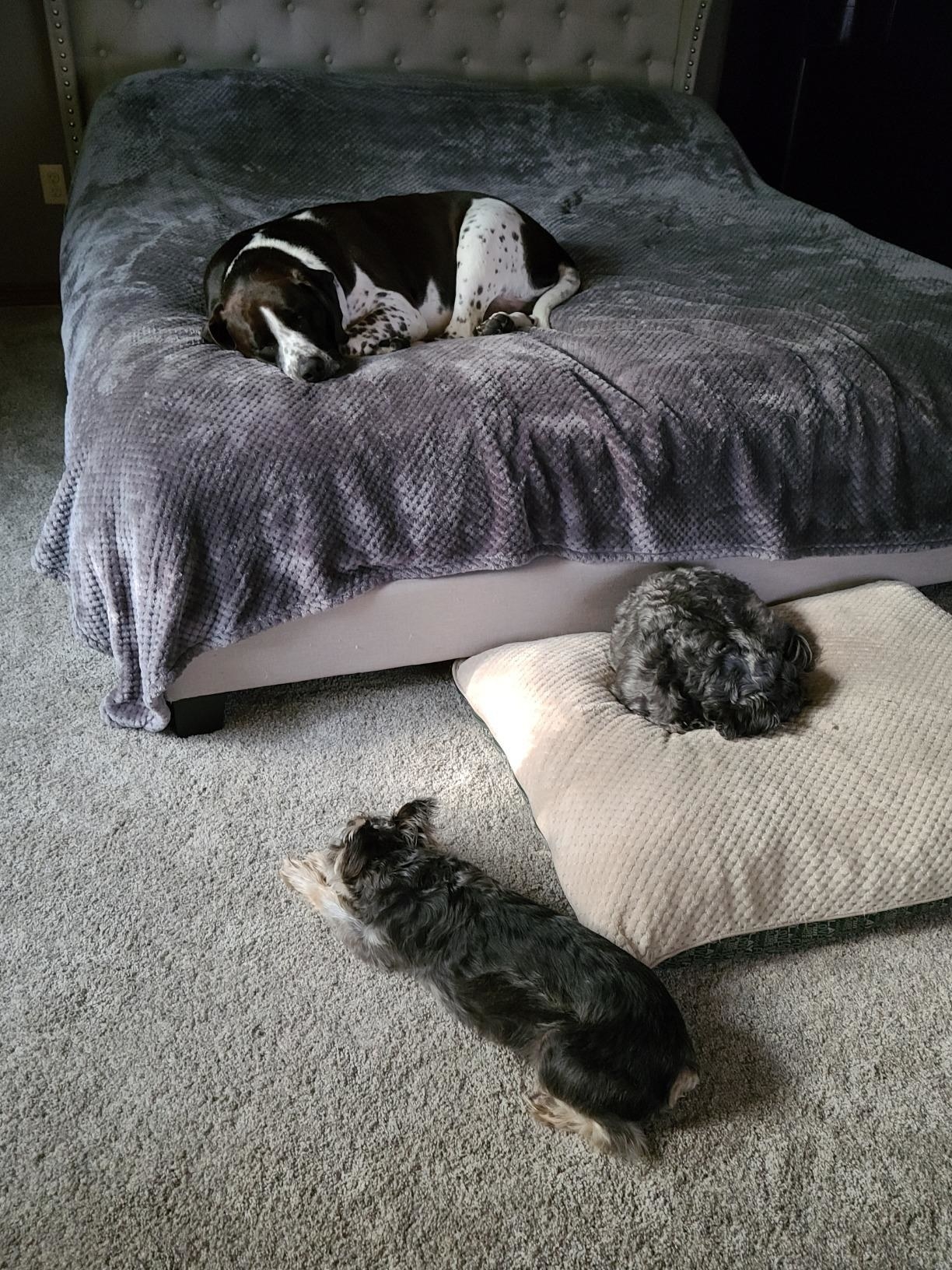 Three dogs, resting after eating the chews