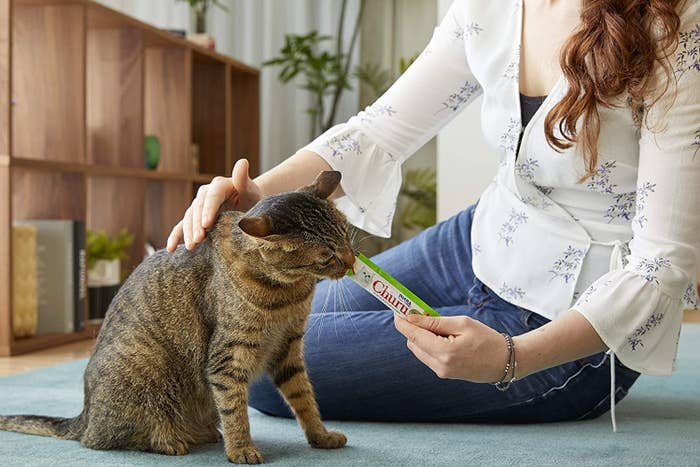 a model feeding a striped cat a green lickable treat