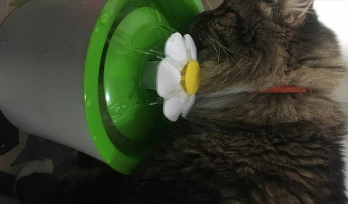 a maine coon drinking out of a green water fountain with a white flower spout