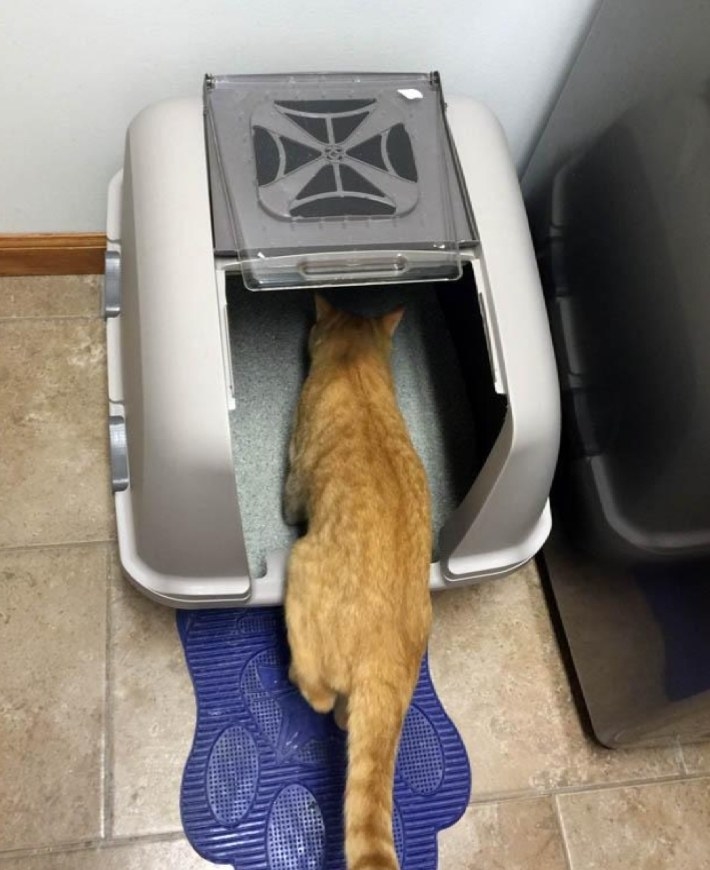 an orange cat entering a hooded litter box