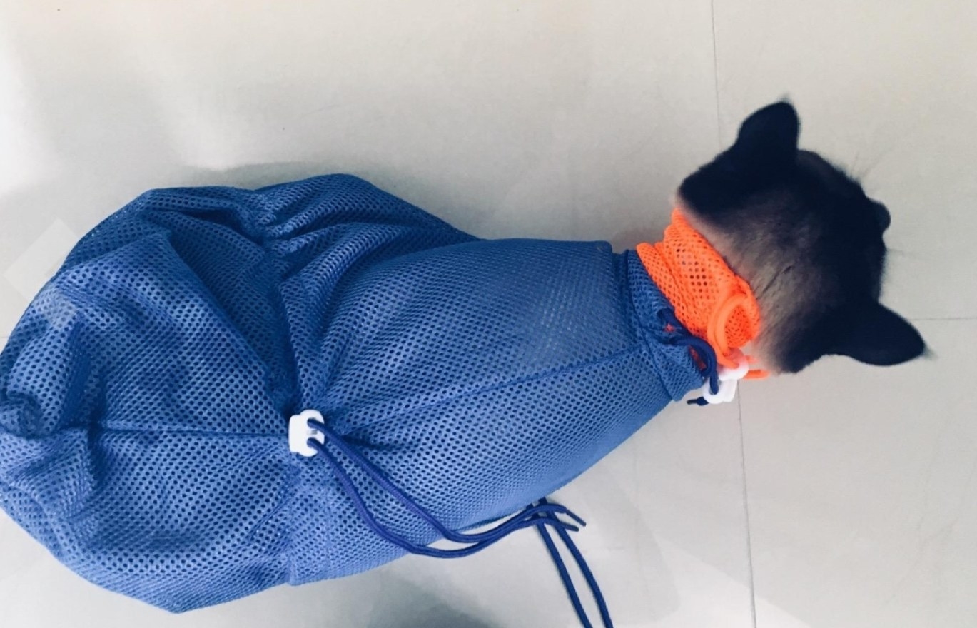 a black and brown cat inside of a blue and orange mesh bag for bathing