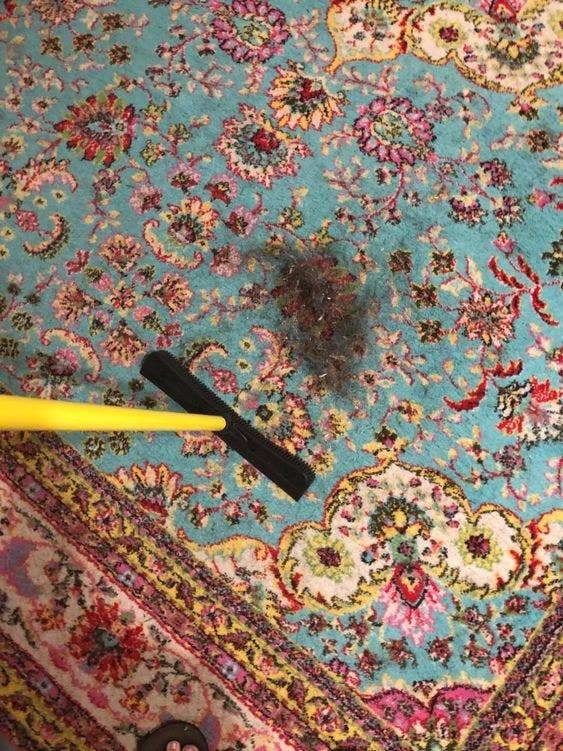 Reviewer sweeping up large pile of hair from rug