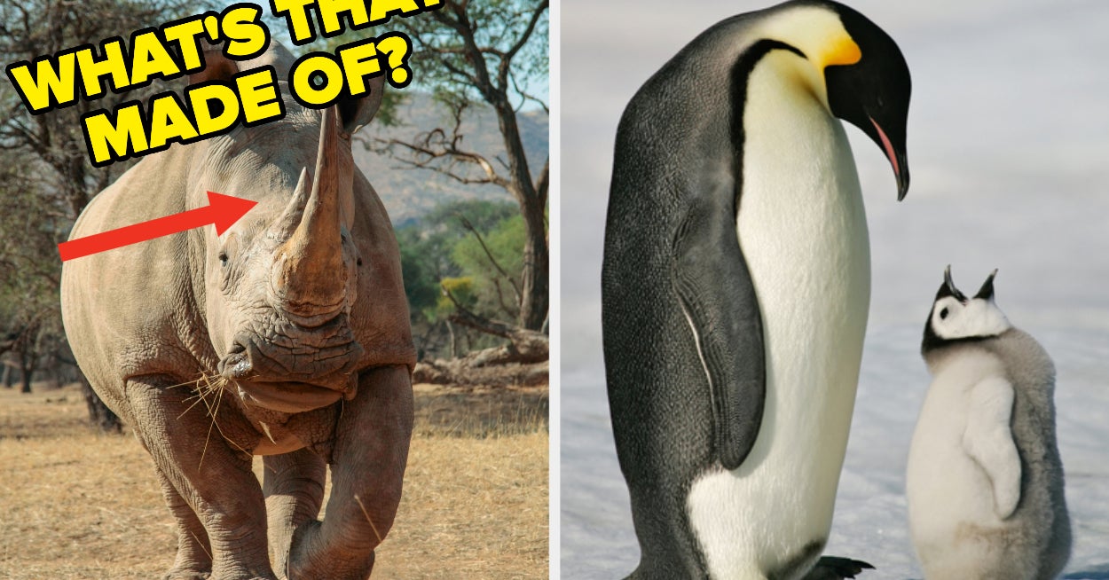 Random Animal Knowledge Trivia Quiz