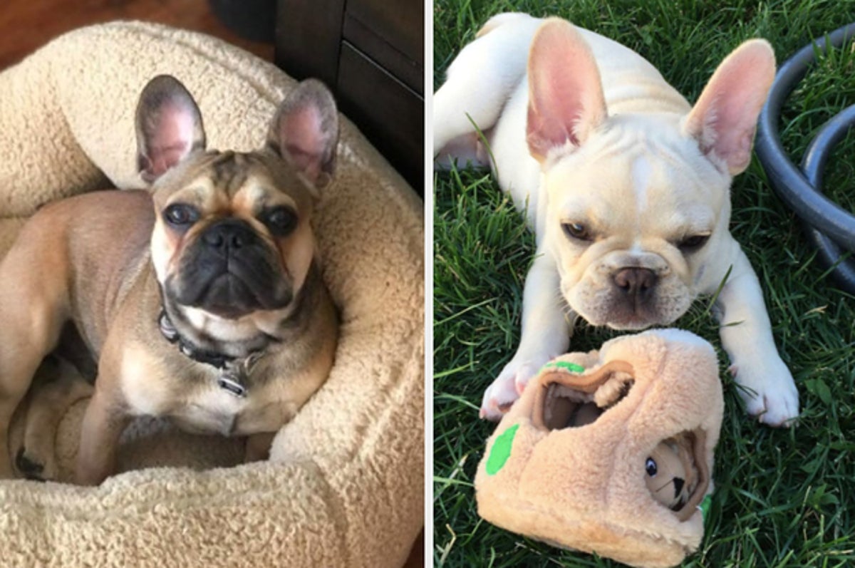 what supplies do I need for a french bulldog puppy?
