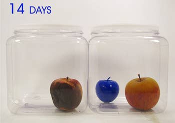 A container on the left with a rotten apple inside and another container filled with a Blueapple freshness ball  and a fresh-looking apple