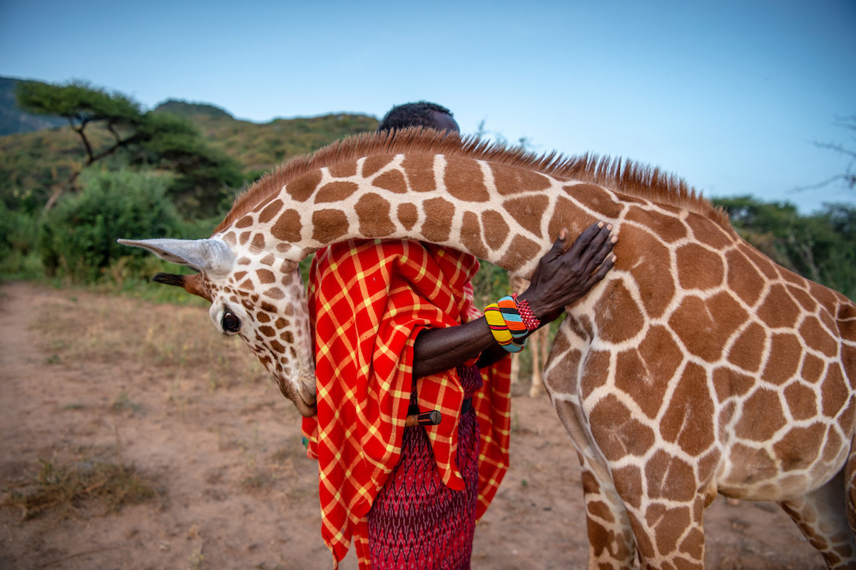 A giraffe looks like he is hugging a man outside