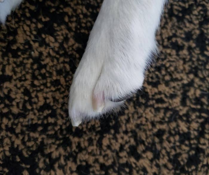 A dog paw with clipped nails