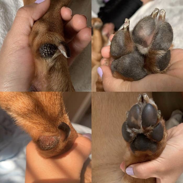 Reviewer before and after of dog paws