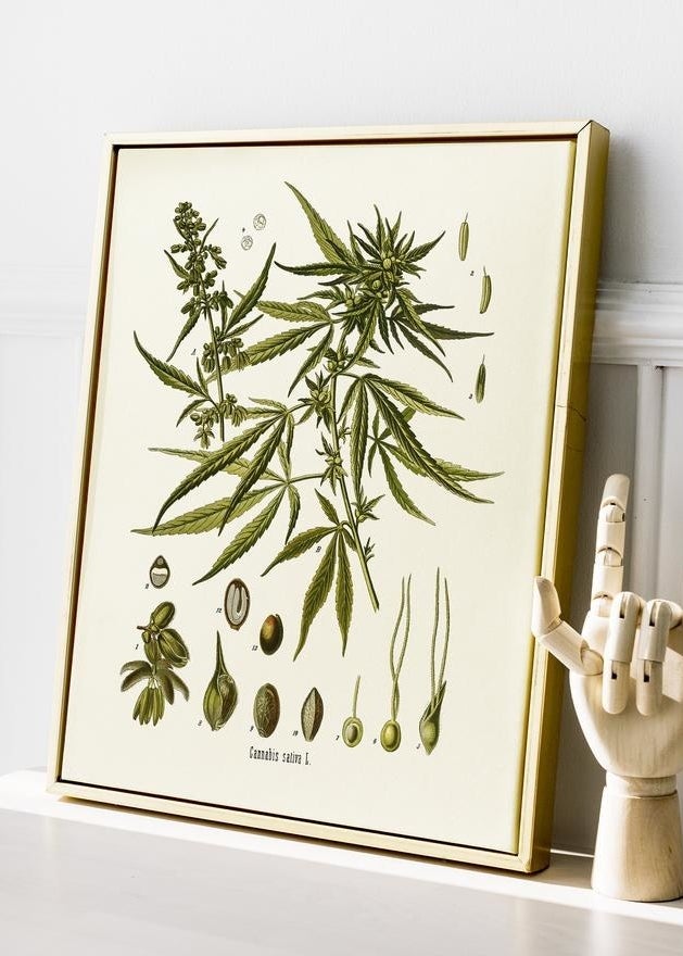 A vintage-looking botanical print of cannabis