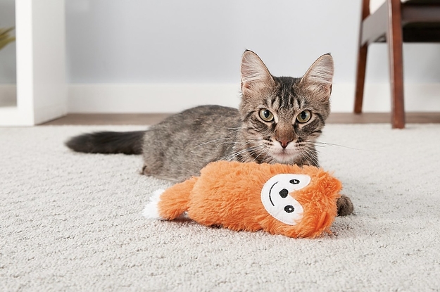 A cat next to a toy