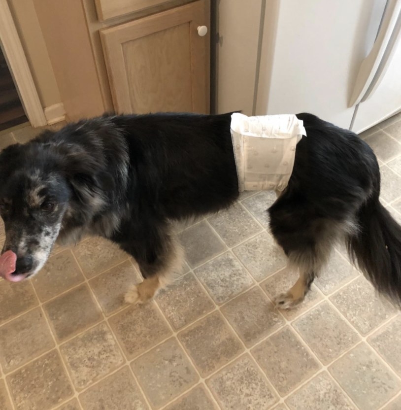 Reviewer photo of a dog in a diaper