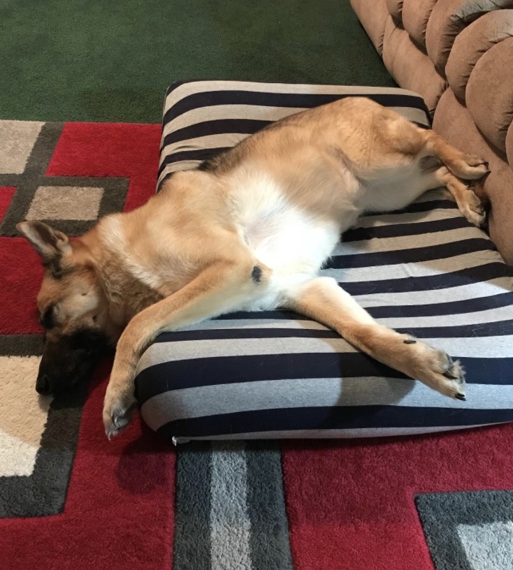 A dog laying on a bed