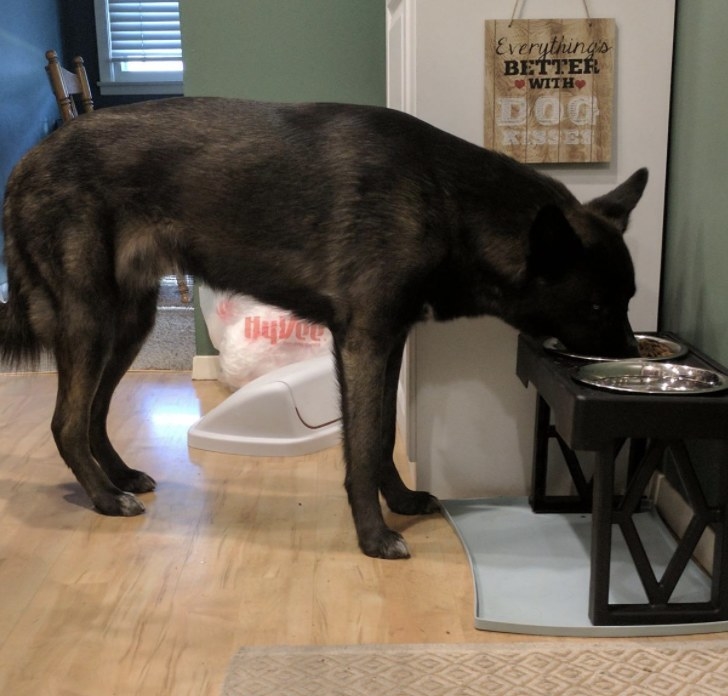 A dog eating out of an elevated bowl