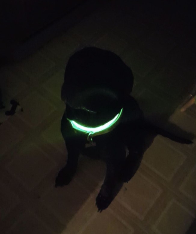 A dog wearing an LED collar