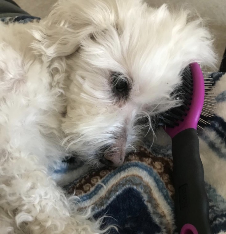 A dog sleeping on a brush