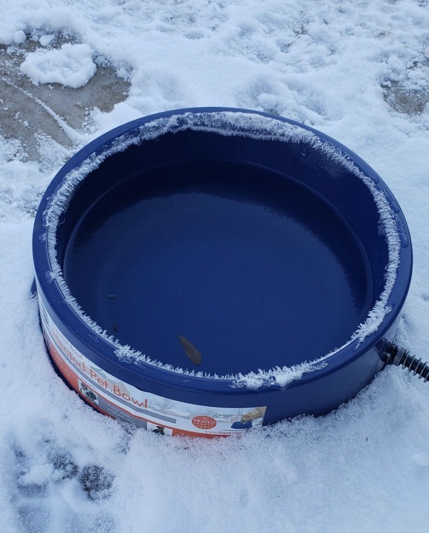 The dog bowl in snow