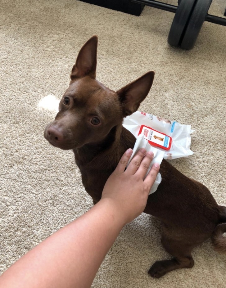 Reviewer photo of a person wiping a dog with a dog wipe