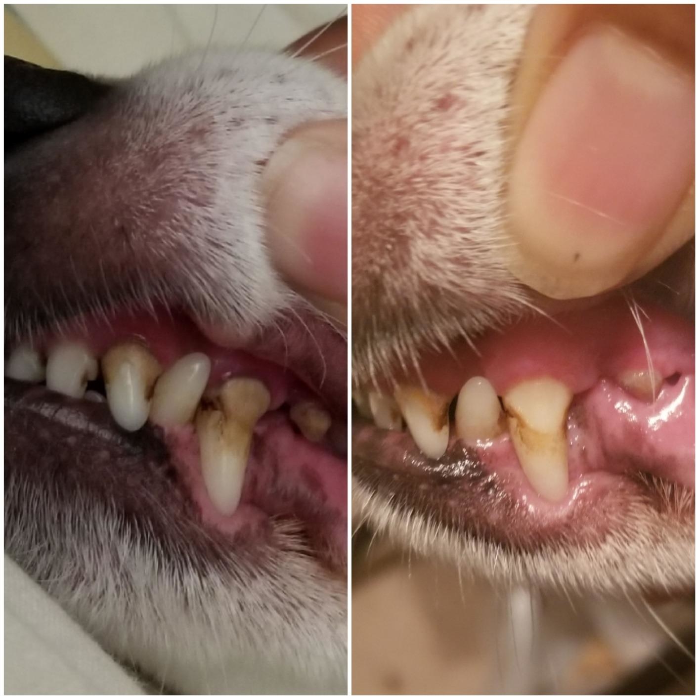 之前和之后显示产品明显的减轻的褐色斑点狗# x27; s牙齿和牙龈炎症减少”class=