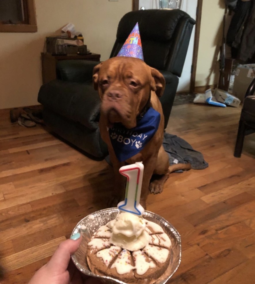 Person holding a cake with dog ice cream on top in front of a dog in a birthday hat