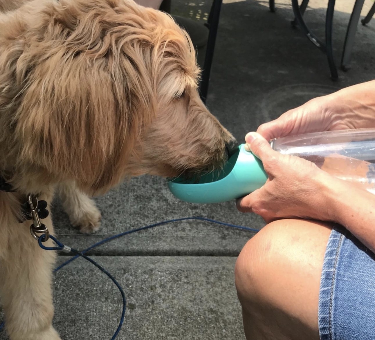 A dog drinking out of a portable water bottle