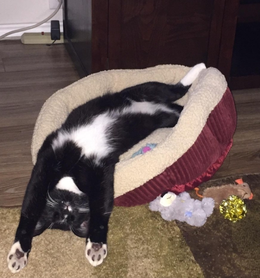 Reviewer&#x27;s cat lounging on the circular fleece-lined pet bed