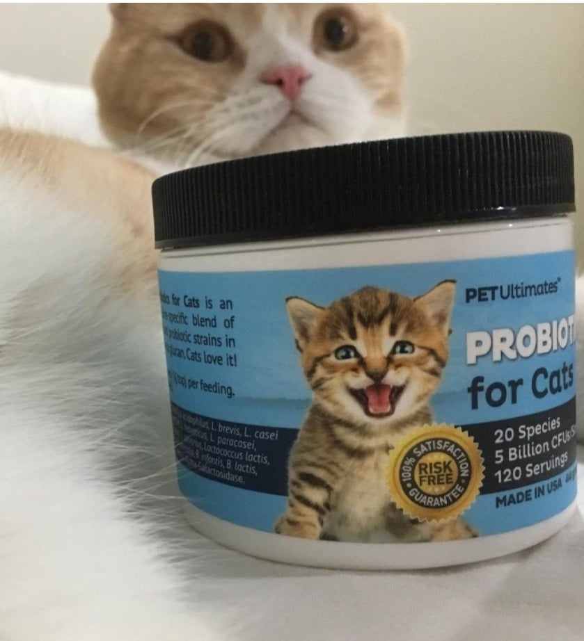a white and orange cat with a blue jar of probiotics in front of it